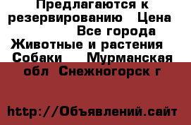 Предлагаются к резервированию › Цена ­ 16 000 - Все города Животные и растения » Собаки   . Мурманская обл.,Снежногорск г.